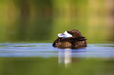 Yüzen ördek. Yeşil doğa arka planı. Ördek: Beyaz başlı ördek. Oxyura leucocephala.