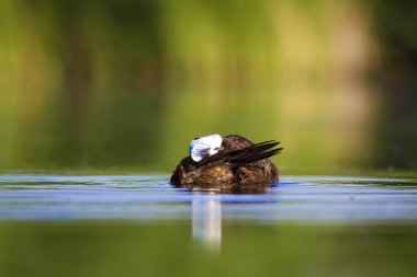 Yüzen ördek. Yeşil doğa arka planı. Ördek: Beyaz başlı ördek. Oxyura leucocephala.