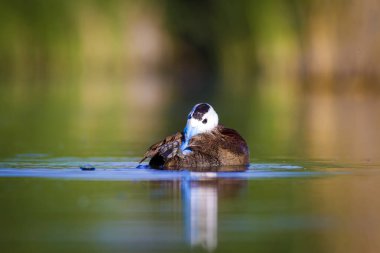 Yüzen ördek. Yeşil doğa arka planı. Ördek: Beyaz başlı ördek. Oxyura leucocephala.