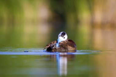 Yüzen ördek. Yeşil doğa arka planı. Ördek: Beyaz başlı ördek. Oxyura leucocephala.