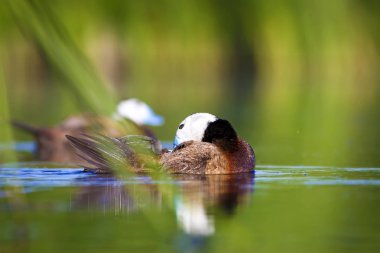 Yüzen ördek. Su doğa habitat arka plan. Ördek: Beyaz başlı ördek. Oxyura leucocephala.