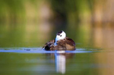 Yüzen ördek. Su doğa habitat arka plan. Ördek: Beyaz başlı ördek. Oxyura leucocephala.