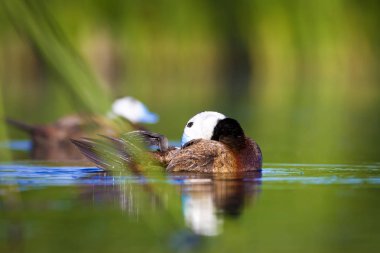 Yüzen ördek. Su doğa habitat arka plan. Ördek: Beyaz başlı ördek. Oxyura leucocephala.