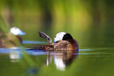 Yüzen ördek. Su doğa habitat arka plan. Ördek: Beyaz başlı ördek. Oxyura leucocephala.
