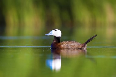 Yüzen ördek. Su doğa habitat arka plan. Ördek: Beyaz başlı ördek. Oxyura leucocephala.