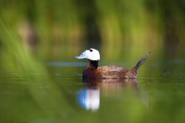 Yüzen ördek. Su doğa habitat arka plan. Ördek: Beyaz başlı ördek. Oxyura leucocephala.