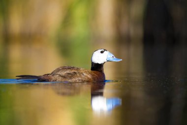 Yüzen ördek. Su doğa habitat arka plan. Ördek: Beyaz başlı ördek. Oxyura leucocephala.