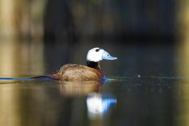 Yüzen ördek. Su doğa habitat arka plan. Ördek: Beyaz başlı ördek. Oxyura leucocephala.