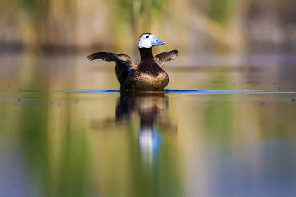 Swiming duck. Green nature background. Duck: White headed duck. Oxyura leucocephala.