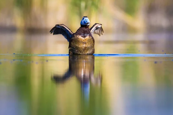 游泳鸭子 绿色自然背景 白头鸭 Oxyura 白头脑 — 图库照片