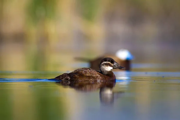 Swiming duck. Green nature background. Duck: White headed duck. Oxyura leucocephala.