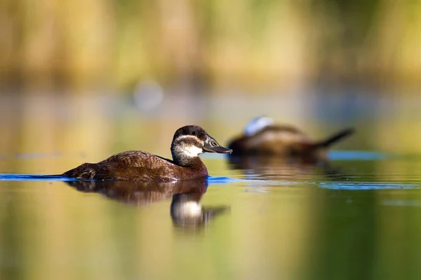 Swiming duck. Green nature background. Duck: White headed duck. Oxyura leucocephala.