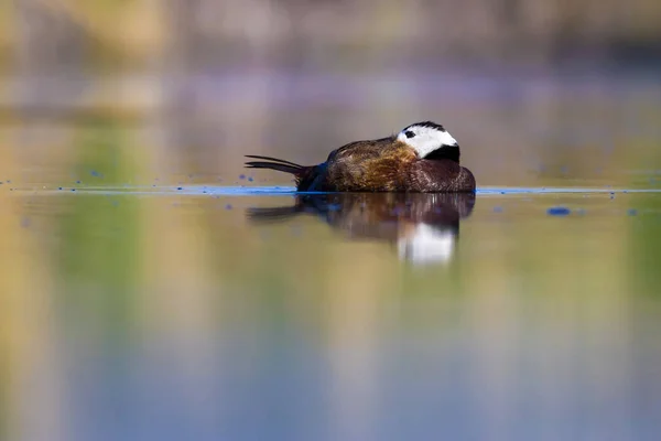 Plavte Kachnu Zelené Přírodní Pozadí Kačer Bílá Kachna Kočkova Leukérská — Stock fotografie