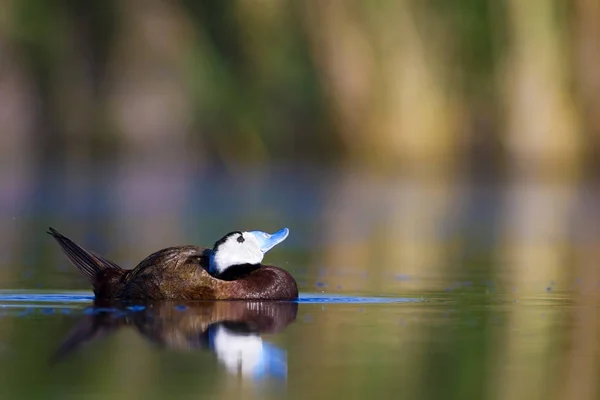 Swiming Eend Groene Natuur Achtergrond Eend Witte Kop Eend Oxyura — Stockfoto