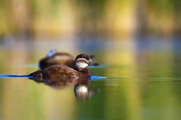 Att Swiming Duck Grön Natur Bakgrund Anka Vit Hövdad Anka — Stockfoto