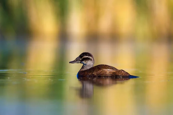 Swiming Eend Groene Natuur Achtergrond Eend Witte Kop Eend Oxyura — Stockfoto