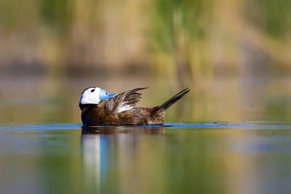 Swiming Eend Groene Natuur Achtergrond Eend Witte Kop Eend Oxyura — Stockfoto