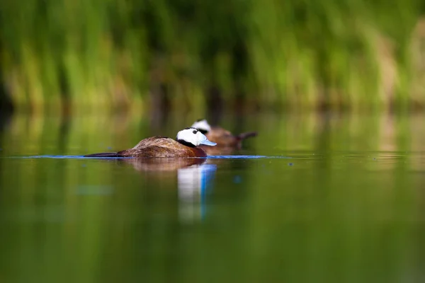 Swiming duck. Green nature background. Duck: White headed duck. Oxyura leucocephala.