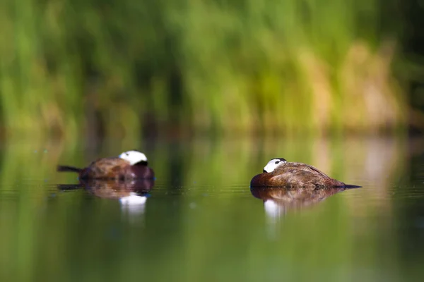 Schwimmende Ente Hintergrund Grüne Natur Ente Weißkopfruderente Oxyura Leucocephala — Stockfoto