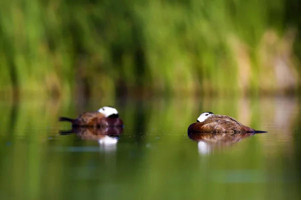 Att Swiming Duck Grön Natur Bakgrund Anka Vit Hövdad Anka — Stockfoto
