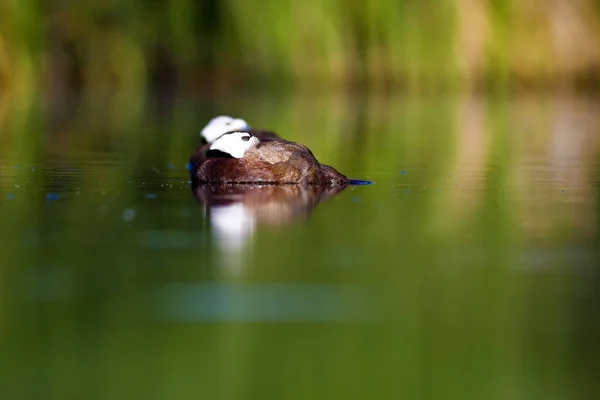 Swiming Kaczka Zielone Tło Przyrodnicze Kaczka Biała Kaczka Czele Oxyura — Zdjęcie stockowe
