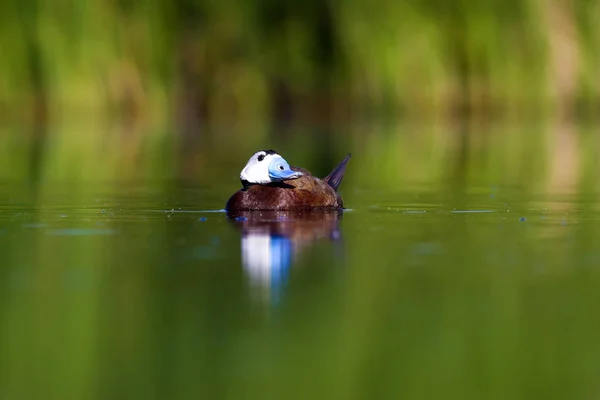 Pato Nadador Fundo Natureza Verde Pato Cabeça Branca Oxyura Leucocephala — Fotografia de Stock