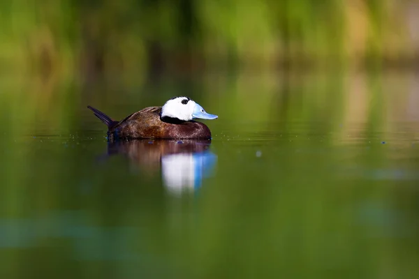 Schwimmende Ente Hintergrund Grüne Natur Ente Weißkopfruderente Oxyura Leucocephala — Stockfoto