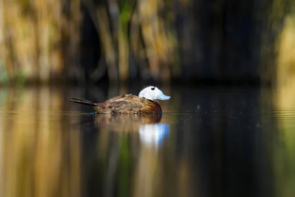 Swiming Kaczka Zielone Tło Przyrodnicze Kaczka Biała Kaczka Czele Oxyura — Zdjęcie stockowe