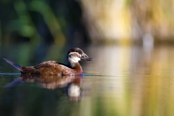 Swiming duck. Green nature background. Duck: White headed duck. Oxyura leucocephala.