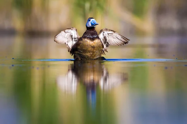 Swiming duck. Green nature background. Duck: White headed duck. Oxyura leucocephala.