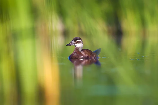 Swiming Duck Green Nature Background Duck White Headed Duck Oxyura — Stock Photo, Image