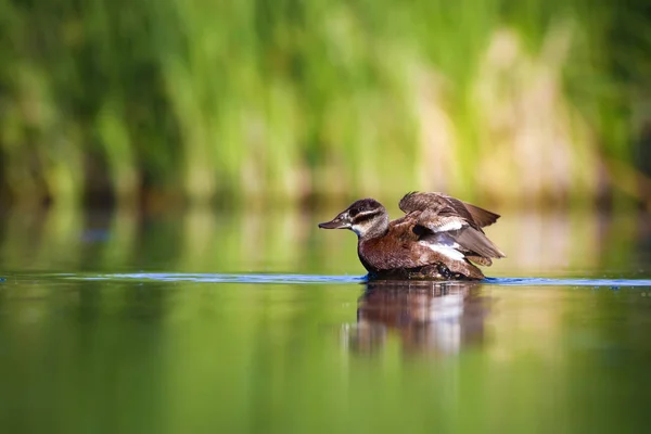 Swiming duck. Green nature background. Duck: White headed duck. Oxyura leucocephala.