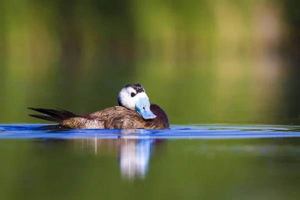 Swiming duck. Green nature background. Duck: White headed duck. Oxyura leucocephala.