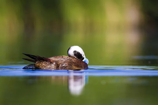 Pato Nadador Fundo Natureza Verde Pato Cabeça Branca Oxyura Leucocephala — Fotografia de Stock