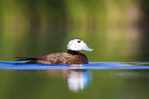 Swiming duck. Green nature background. Duck: White headed duck. Oxyura leucocephala.