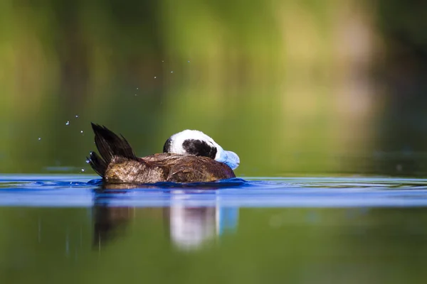 Swiming Kacsa Zöld Természetű Háttér Kacsa Fehér Fejű Kacsa Oxyura — Stock Fotó