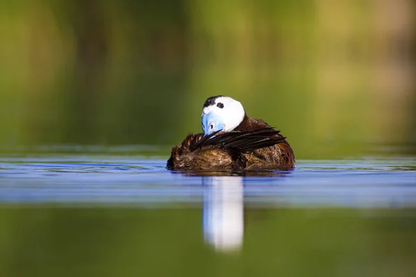 Att Swiming Duck Grön Natur Bakgrund Anka Vit Hövdad Anka — Stockfoto