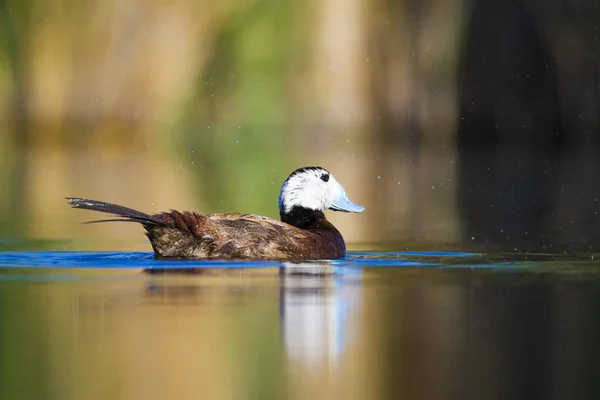 Pato Nadador Natureza Água Fundo Habitat Pato Cabeça Branca Oxyura — Fotografia de Stock