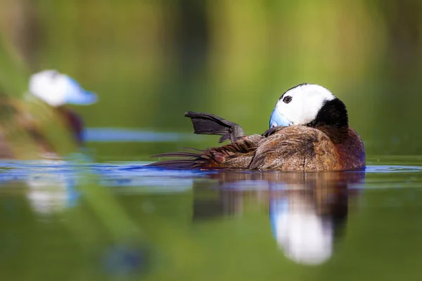 Pato Nadador Natureza Água Fundo Habitat Pato Cabeça Branca Oxyura — Fotografia de Stock