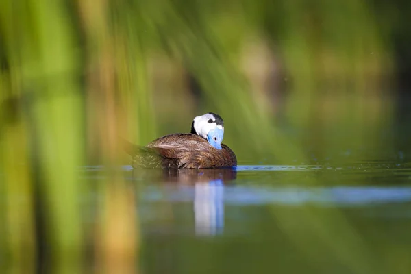 Pato Nadador Natureza Água Fundo Habitat Pato Cabeça Branca Oxyura — Fotografia de Stock