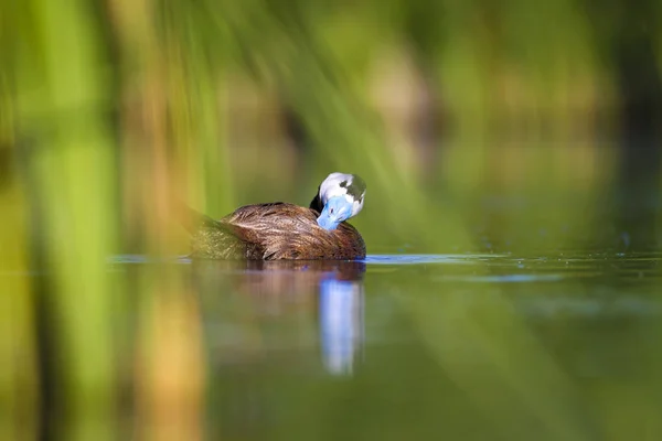 泳ぐアヒル 水の自然の生息地の背景 アヒル 白い頭のアヒル オキシウラ ロイコセファラ — ストック写真