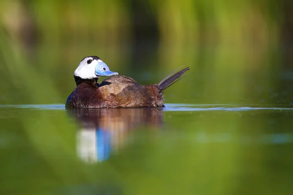游泳鸭子 水自然栖息地背景 白头鸭 Oxyura 白头脑 — 图库照片