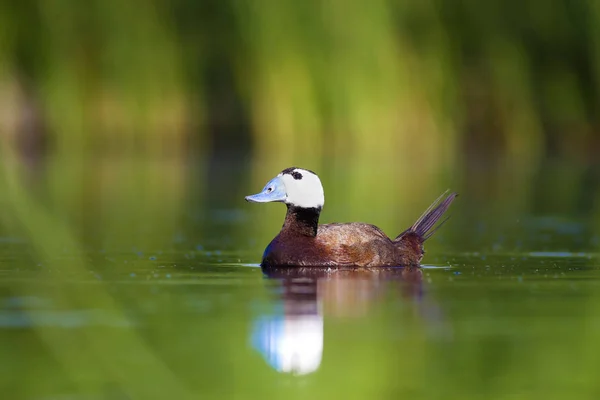 Pato Nadador Natureza Água Fundo Habitat Pato Cabeça Branca Oxyura — Fotografia de Stock