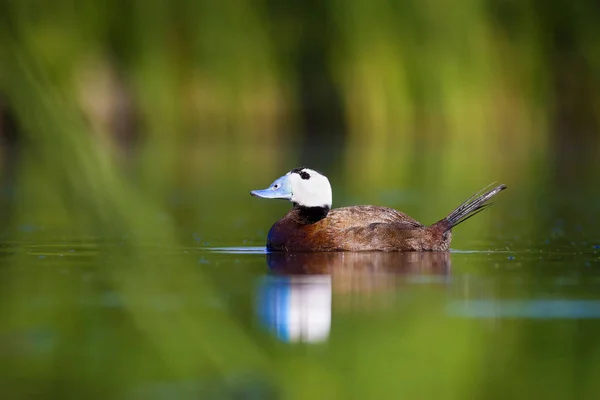 Swiming Eend Water Natuur Habitat Achtergrond Eend Witte Kop Eend — Stockfoto