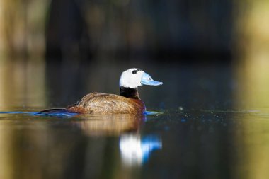 Yüzen ördek. Su doğa habitat arka plan. Ördek: Beyaz başlı ördek. Oxyura leucocephala.