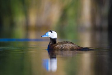 Yüzen ördek. Su doğa habitat arka plan. Ördek: Beyaz başlı ördek. Oxyura leucocephala.