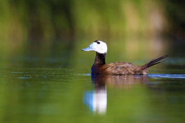 Yüzen ördek. Su doğa habitat arka plan. Ördek: Beyaz başlı ördek. Oxyura leucocephala.