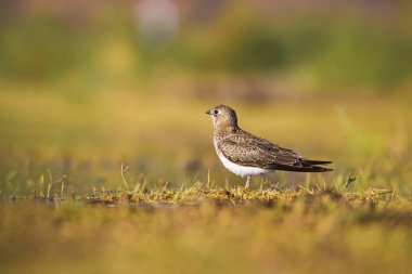 Sevimli kuş Pratincole. Yeşil sarı doğa arka plan. Yakalı Pratincole. Glareola pratincola.