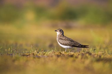 Sevimli kuş Pratincole. Yeşil sarı doğa arka plan. Yakalı Pratincole. Glareola pratincola.