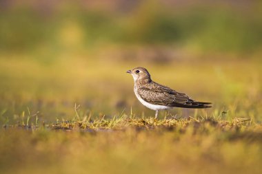 Sevimli kuş Pratincole. Yeşil sarı doğa arka plan. Yakalı Pratincole. Glareola pratincola.